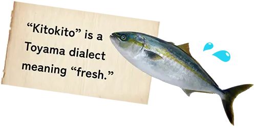 富山弁 辞典【きときと】「新鮮な」という意味
