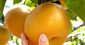 Seasonal Food Calendar