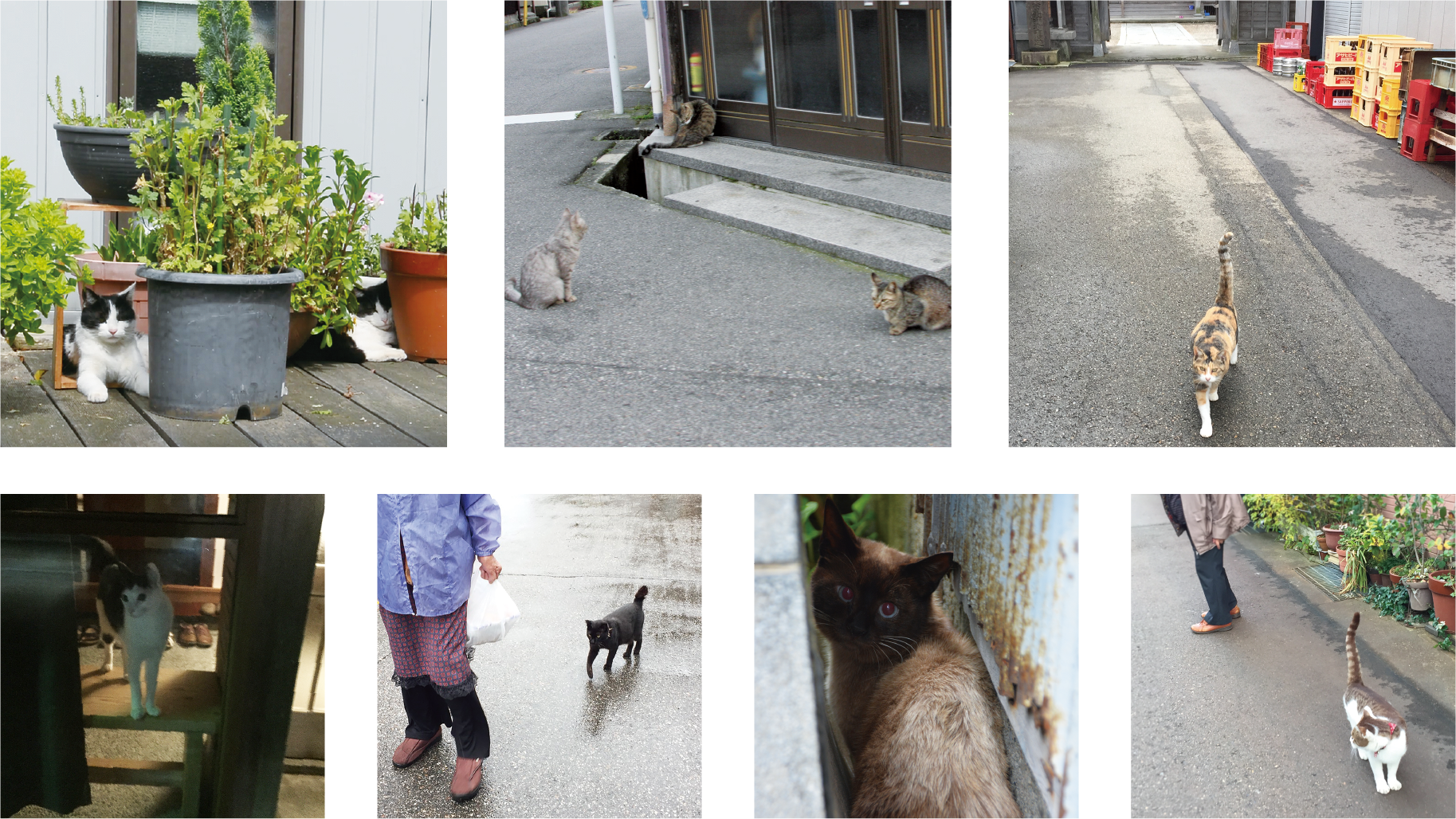町中の猫たち