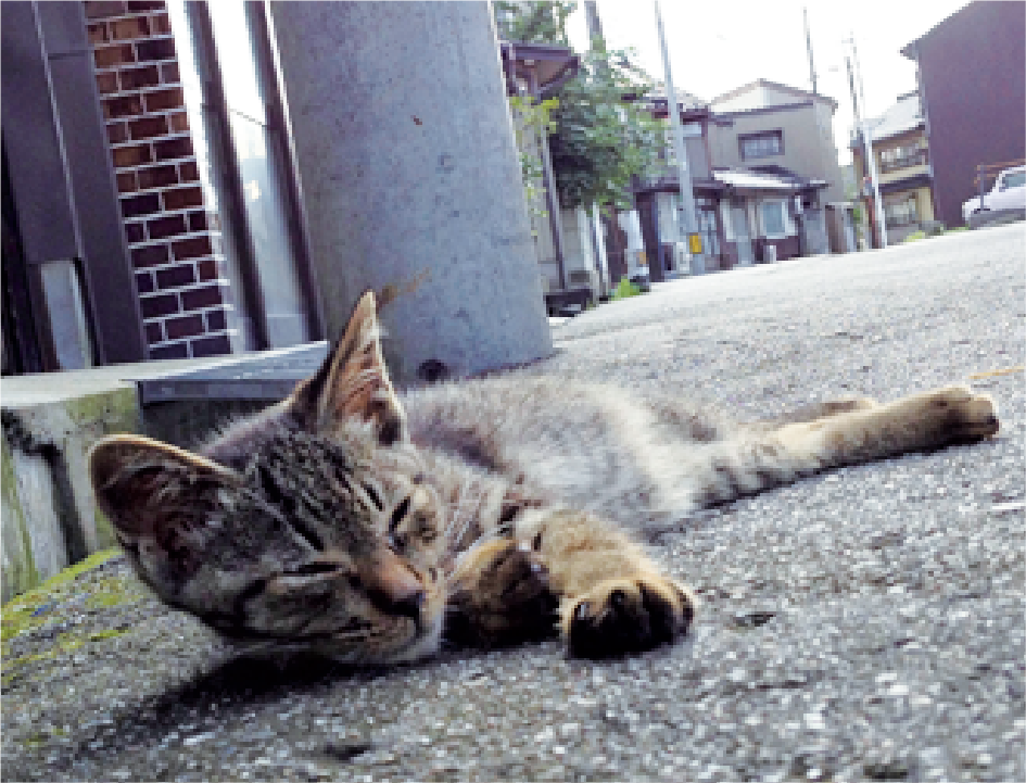 昼寝をする猫