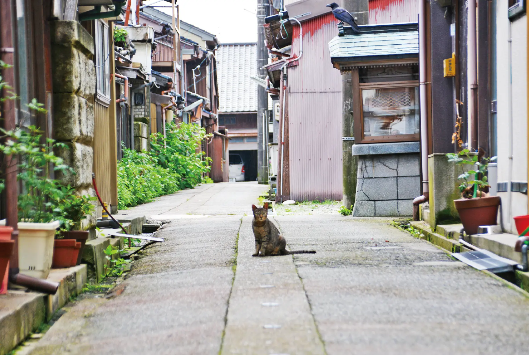 路地のねこ