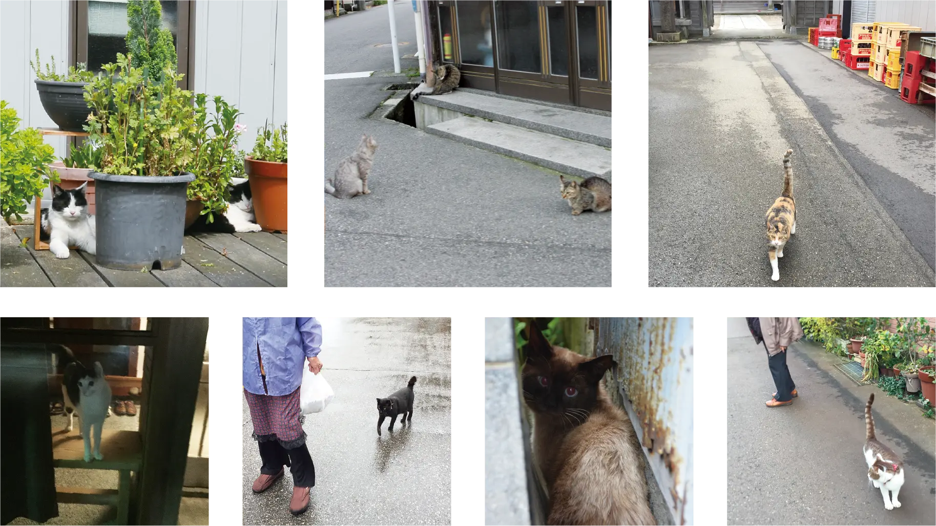 町中の猫たち