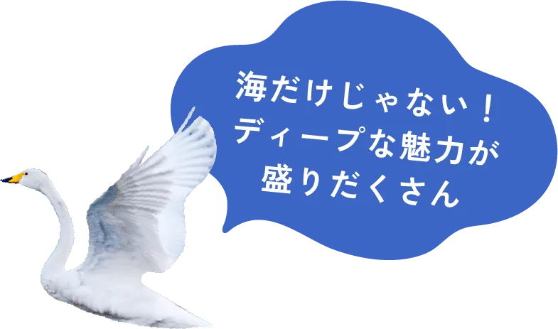 海だけじゃない！ディープな魅力が盛りだくさん！