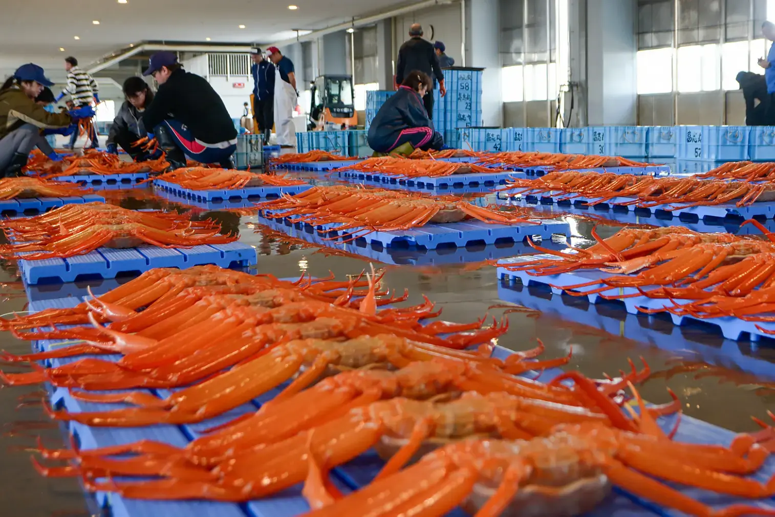 昼セリの準備をする様子