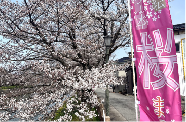 下条川の桜