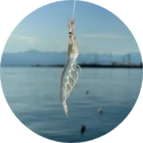 透き通るシロエビ