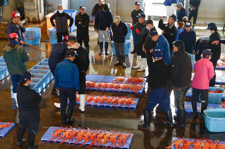 ベニズワイガニのセリ