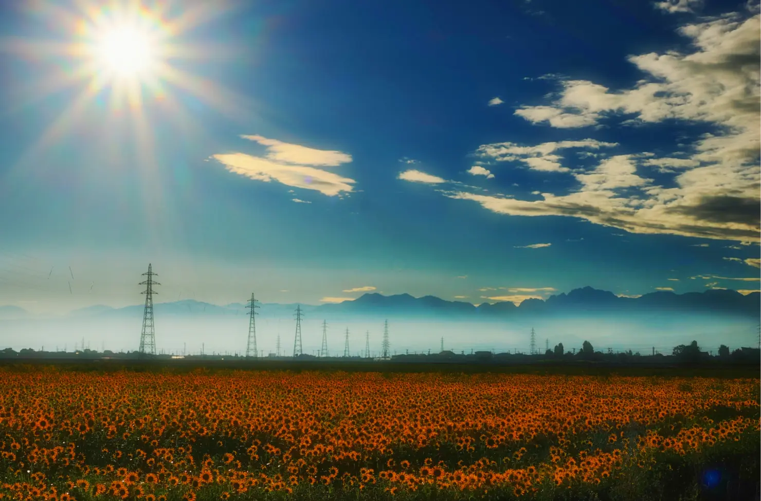 ひまわり畑と立山