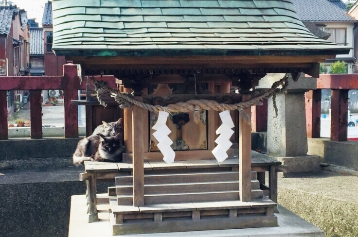 祠で内川猫たちに遭遇！