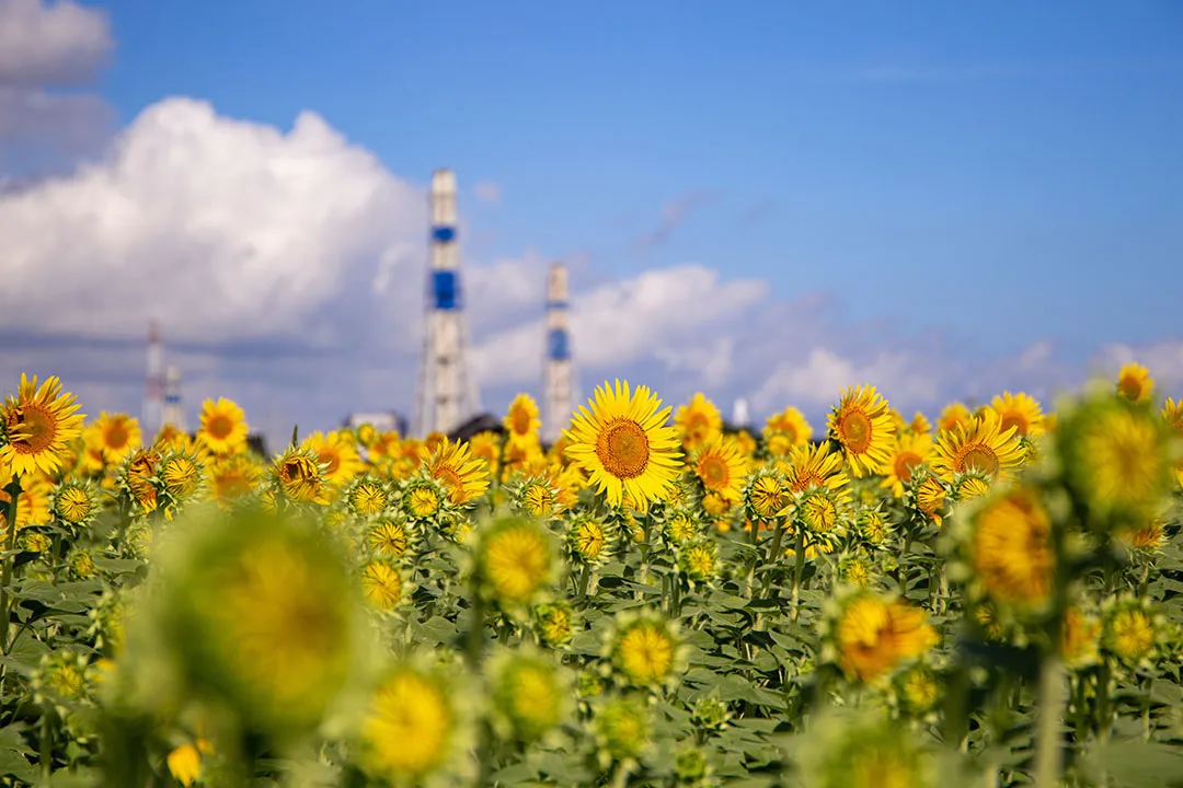 内川を渡る自転車